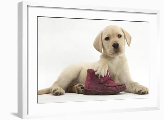 Yellow Labrador Retriever Puppy, 8 Weeks, with a Child's Shoe-Mark Taylor-Framed Photographic Print