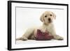 Yellow Labrador Retriever Puppy, 8 Weeks, with a Child's Shoe-Mark Taylor-Framed Photographic Print