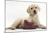 Yellow Labrador Retriever Puppy, 8 Weeks, with a Child's Shoe-Mark Taylor-Mounted Photographic Print