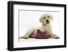 Yellow Labrador Retriever Puppy, 8 Weeks, with a Child's Shoe-Mark Taylor-Framed Photographic Print
