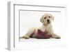 Yellow Labrador Retriever Puppy, 8 Weeks, with a Child's Shoe-Mark Taylor-Framed Photographic Print