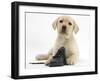 Yellow Labrador Retriever Puppy, 8 Weeks, with a Child's Shoe-Mark Taylor-Framed Photographic Print