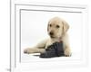 Yellow Labrador Retriever Puppy, 8 Weeks, with a Child's Shoe-Mark Taylor-Framed Photographic Print