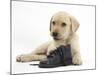 Yellow Labrador Retriever Puppy, 8 Weeks, with a Child's Shoe-Mark Taylor-Mounted Photographic Print