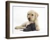 Yellow Labrador Retriever Puppy, 8 Weeks, with a Child's Shoe-Mark Taylor-Framed Photographic Print