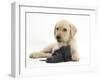 Yellow Labrador Retriever Puppy, 8 Weeks, with a Child's Shoe-Mark Taylor-Framed Photographic Print