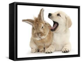 Yellow Labrador Retriever Puppy, 8 Weeks, Yawning in Lionhead Cross Rabbit's Ear-Mark Taylor-Framed Stretched Canvas