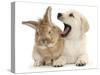 Yellow Labrador Retriever Puppy, 8 Weeks, Yawning in Lionhead Cross Rabbit's Ear-Mark Taylor-Stretched Canvas