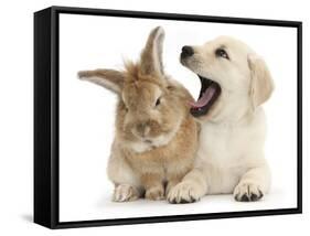 Yellow Labrador Retriever Puppy, 8 Weeks, Yawning in Lionhead Cross Rabbit's Ear-Mark Taylor-Framed Stretched Canvas