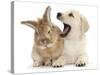 Yellow Labrador Retriever Puppy, 8 Weeks, Yawning in Lionhead Cross Rabbit's Ear-Mark Taylor-Stretched Canvas