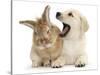 Yellow Labrador Retriever Puppy, 8 Weeks, Yawning in Lionhead Cross Rabbit's Ear-Mark Taylor-Stretched Canvas