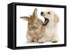 Yellow Labrador Retriever Puppy, 8 Weeks, Yawning in Lionhead Cross Rabbit's Ear-Mark Taylor-Framed Stretched Canvas