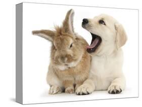 Yellow Labrador Retriever Puppy, 8 Weeks, Yawning in Lionhead Cross Rabbit's Ear-Mark Taylor-Stretched Canvas