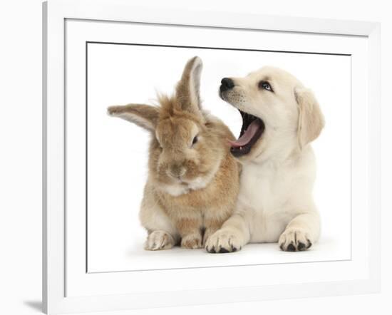 Yellow Labrador Retriever Puppy, 8 Weeks, Yawning in Lionhead Cross Rabbit's Ear-Mark Taylor-Framed Photographic Print