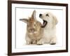 Yellow Labrador Retriever Puppy, 8 Weeks, Yawning in Lionhead Cross Rabbit's Ear-Mark Taylor-Framed Photographic Print