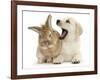 Yellow Labrador Retriever Puppy, 8 Weeks, Yawning in Lionhead Cross Rabbit's Ear-Mark Taylor-Framed Photographic Print