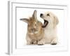 Yellow Labrador Retriever Puppy, 8 Weeks, Yawning in Lionhead Cross Rabbit's Ear-Mark Taylor-Framed Photographic Print