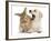 Yellow Labrador Retriever Puppy, 8 Weeks, Yawning in Lionhead Cross Rabbit's Ear-Mark Taylor-Framed Photographic Print