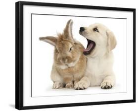 Yellow Labrador Retriever Puppy, 8 Weeks, Yawning in Lionhead Cross Rabbit's Ear-Mark Taylor-Framed Photographic Print