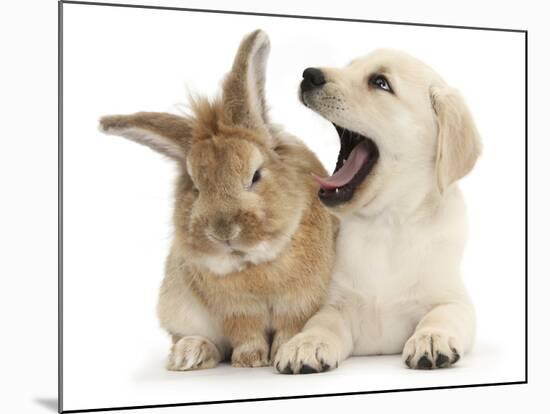 Yellow Labrador Retriever Puppy, 8 Weeks, Yawning in Lionhead Cross Rabbit's Ear-Mark Taylor-Mounted Photographic Print