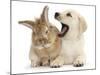 Yellow Labrador Retriever Puppy, 8 Weeks, Yawning in Lionhead Cross Rabbit's Ear-Mark Taylor-Mounted Photographic Print