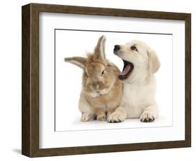 Yellow Labrador Retriever Puppy, 8 Weeks, Yawning in Lionhead Cross Rabbit's Ear-Mark Taylor-Framed Photographic Print