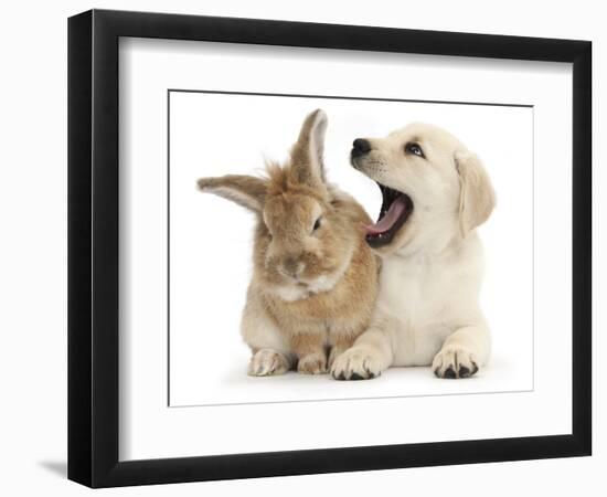 Yellow Labrador Retriever Puppy, 8 Weeks, Yawning in Lionhead Cross Rabbit's Ear-Mark Taylor-Framed Photographic Print