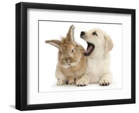 Yellow Labrador Retriever Puppy, 8 Weeks, Yawning in Lionhead Cross Rabbit's Ear-Mark Taylor-Framed Photographic Print