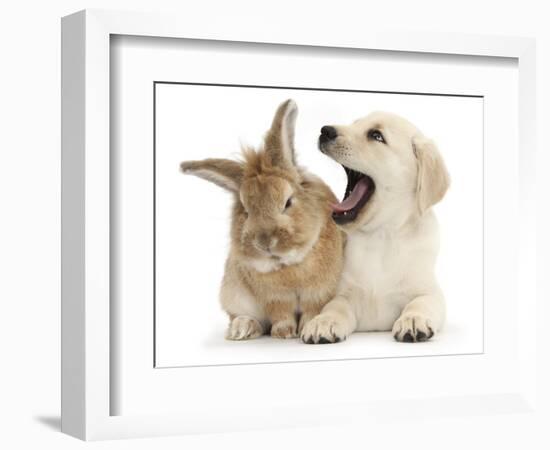 Yellow Labrador Retriever Puppy, 8 Weeks, Yawning in Lionhead Cross Rabbit's Ear-Mark Taylor-Framed Photographic Print