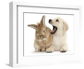 Yellow Labrador Retriever Puppy, 8 Weeks, Yawning in Lionhead Cross Rabbit's Ear-Mark Taylor-Framed Photographic Print