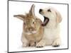 Yellow Labrador Retriever Puppy, 8 Weeks, Yawning in Lionhead Cross Rabbit's Ear-Mark Taylor-Mounted Photographic Print