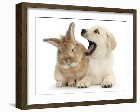 Yellow Labrador Retriever Puppy, 8 Weeks, Yawning in Lionhead Cross Rabbit's Ear-Mark Taylor-Framed Photographic Print