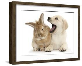 Yellow Labrador Retriever Puppy, 8 Weeks, Yawning in Lionhead Cross Rabbit's Ear-Mark Taylor-Framed Photographic Print