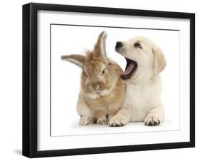 Yellow Labrador Retriever Puppy, 8 Weeks, Yawning in Lionhead Cross Rabbit's Ear-Mark Taylor-Framed Photographic Print