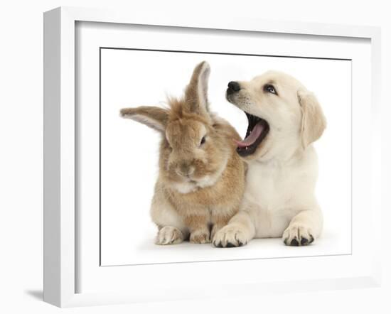 Yellow Labrador Retriever Puppy, 8 Weeks, Yawning in Lionhead Cross Rabbit's Ear-Mark Taylor-Framed Photographic Print