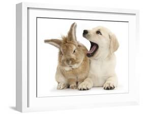 Yellow Labrador Retriever Puppy, 8 Weeks, Yawning in Lionhead Cross Rabbit's Ear-Mark Taylor-Framed Photographic Print