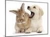 Yellow Labrador Retriever Puppy, 8 Weeks, Yawning in Lionhead Cross Rabbit's Ear-Mark Taylor-Mounted Photographic Print
