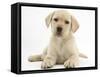 Yellow Labrador Retriever Puppy, 8 Weeks-Mark Taylor-Framed Stretched Canvas