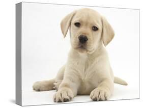 Yellow Labrador Retriever Puppy, 8 Weeks-Mark Taylor-Stretched Canvas