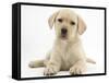 Yellow Labrador Retriever Puppy, 8 Weeks-Mark Taylor-Framed Stretched Canvas