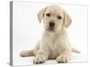 Yellow Labrador Retriever Puppy, 8 Weeks-Mark Taylor-Stretched Canvas