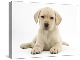 Yellow Labrador Retriever Puppy, 8 Weeks-Mark Taylor-Stretched Canvas