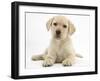 Yellow Labrador Retriever Puppy, 8 Weeks-Mark Taylor-Framed Photographic Print