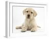 Yellow Labrador Retriever Puppy, 8 Weeks-Mark Taylor-Framed Photographic Print