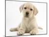 Yellow Labrador Retriever Puppy, 8 Weeks-Mark Taylor-Mounted Photographic Print