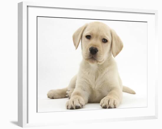 Yellow Labrador Retriever Puppy, 8 Weeks-Mark Taylor-Framed Photographic Print