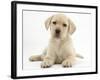 Yellow Labrador Retriever Puppy, 8 Weeks-Mark Taylor-Framed Photographic Print