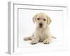 Yellow Labrador Retriever Puppy, 8 Weeks-Mark Taylor-Framed Photographic Print