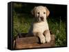 Yellow Labrador Retriever Puppy in Wooden Box-Lynn M^ Stone-Framed Stretched Canvas