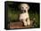 Yellow Labrador Retriever Puppy in Wooden Box-Lynn M^ Stone-Framed Stretched Canvas